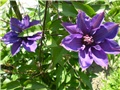 clematis